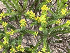Euryops virgineus