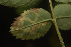 Stigmella anomalella