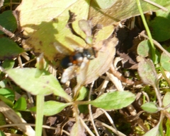 Gymnosoma rotundatum