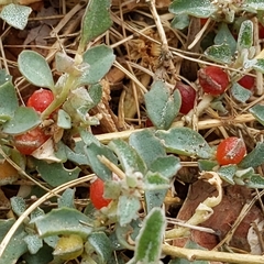 Atriplex semibaccata
