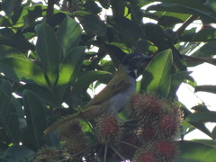 Saltator atriceps