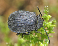 Galeruca artemisiae