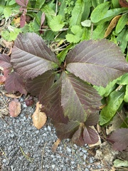 Parthenocissus