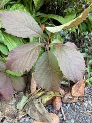 Parthenocissus