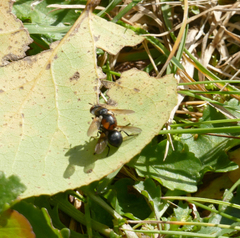Gymnosoma rotundatum