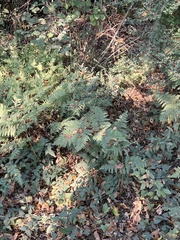 Polypodium glycyrrhiza