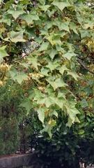 Acer morrisonense