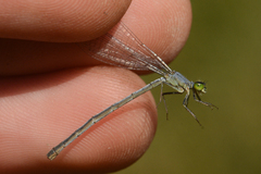 Ischnura perparva