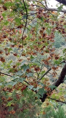 Acer morrisonense