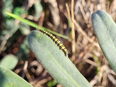 Hyles euphorbiae