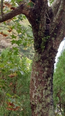 Acer morrisonense