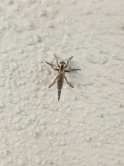 Machimus floridensis