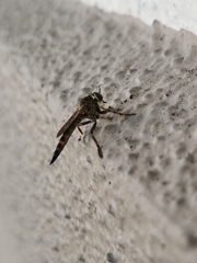 Machimus floridensis