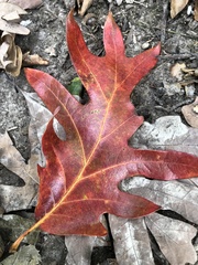 Quercus alba