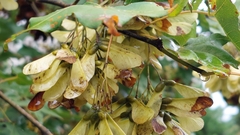 Acer morrisonense