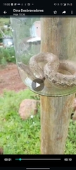 Mesotes strigatus