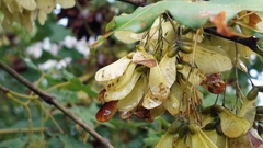 Acer morrisonense