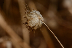 Trifolium cyathiferum