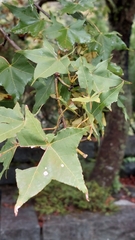 Acer morrisonense