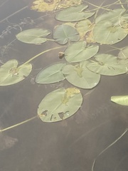 Nuphar