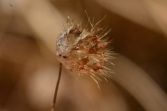 Trifolium cyathiferum