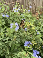 Heraclides cresphontes