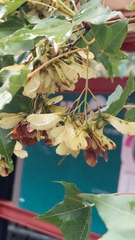 Acer morrisonense