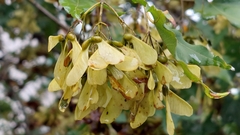 Acer morrisonense