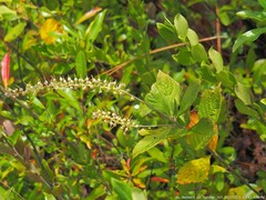 Clethra tomentosa