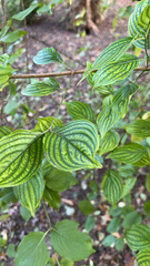 Cornus alternifolia