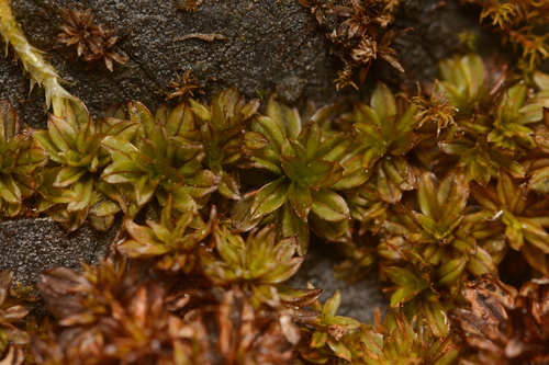 Wideleaf Crumia Moss (Crumia latifolia)