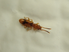 Cryptamorpha desjardinsi