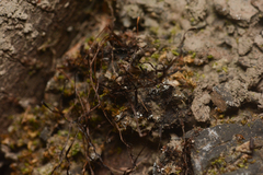 Anthoceros