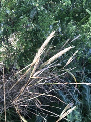 Elymus virginicus