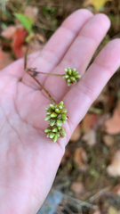 Persicaria sagittata