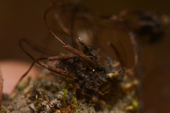 Anthoceros