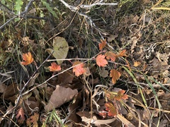 Ribes americanum