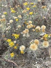 Heterotheca