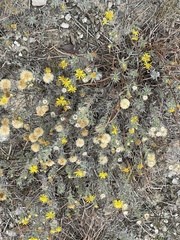 Heterotheca