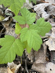 Acer negundo