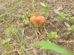 Marasmius vagus