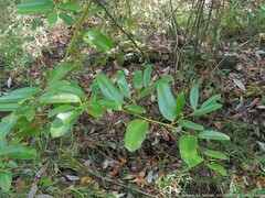 Smilax laurifolia