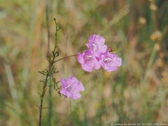 Agalinis fasciculata