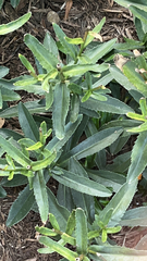 Leucanthemum maximum