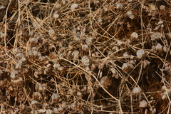 Trifolium cyathiferum