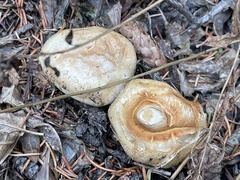 Catathelasma ventricosum