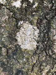 Lecanora hybocarpa