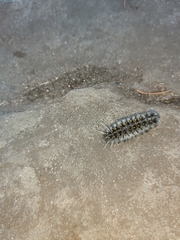 Lophocampa roseata