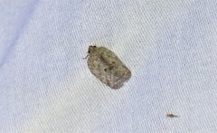 Flatoidinus punctatus