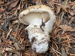 Catathelasma ventricosum